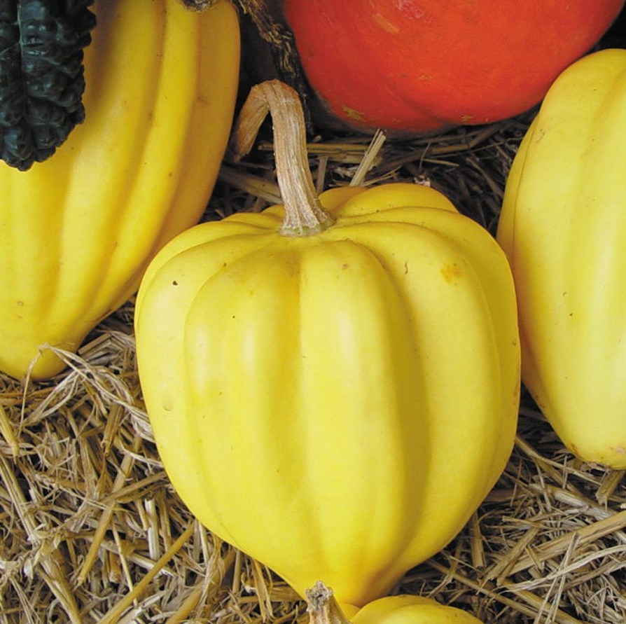 Heirloom Winter Squash Planting Guide: From Seed to Harvest
