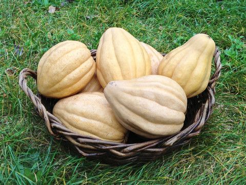 Heirloom Winter Squash Planting Guide: From Seed to Harvest