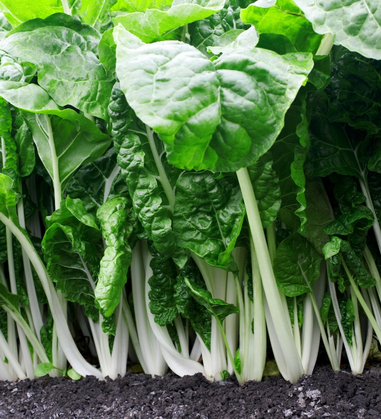 Heirloom Swiss Chard Planting Guide: From Seed to Harvest