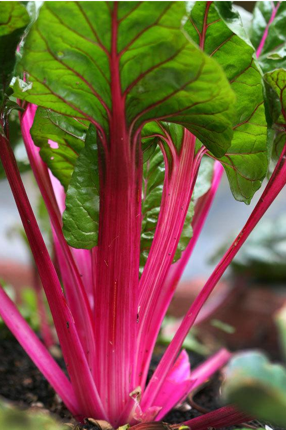 Heirloom Swiss Chard Planting Guide: From Seed to Harvest