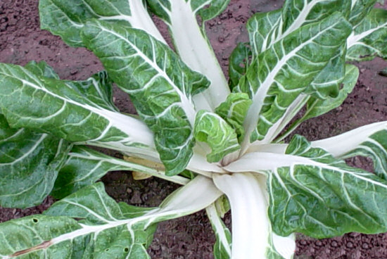 Heirloom Swiss Chard Planting Guide: From Seed to Harvest