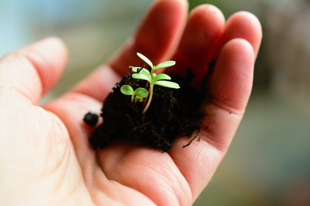 Why Grow Heirloom Seeds: The Key to Better Flavor and Higher Nutrients