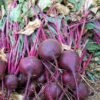 Beet - Crosby's Egyptian Beet