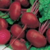 Beet - Crosby's Egyptian Beet