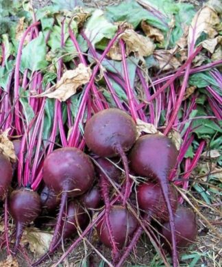 Beet - Crosby's Egyptian Beet