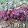 Beet - Crosby's Egyptian Beet Full