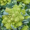 Broccoli - Romanesco