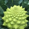 Broccoli - Romanesco
