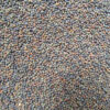 Broccoli Seeds