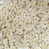 Cantaloupe Seeds