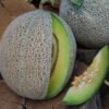 Cantaloupe - Green Nutmeg Cantaloupe