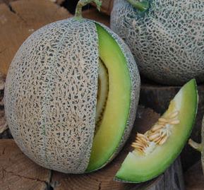 Cantaloupe - Green Nutmeg Cantaloupe