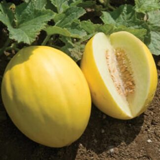 Cantaloupe - Juane de Canary, Canary Melon