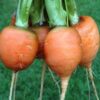 Carrot - Parisian