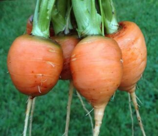 Carrot - Parisian
