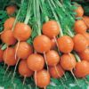 Carrot - Parisian