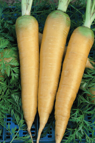Carrot - Solar Yellow