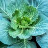 Collards - Morris Heading Collards