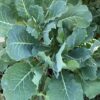 Collards - Morris Heading Collards