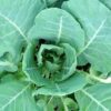 Collards - Morris Heading Collards