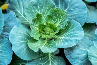 Collards - Morris Heading Collards