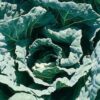 Collards - Morris Heading Collards