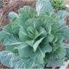 Collards - Morris Heading Collards