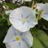 Flower - Blue Star Morning Glory 1