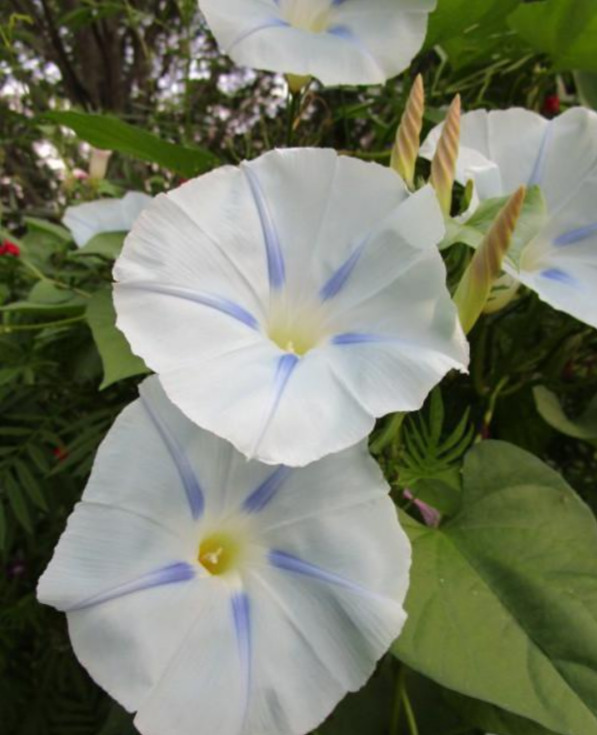 Flower - Blue Star Morning Glory 1