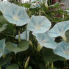 Flower - Blue Star Morning Glory