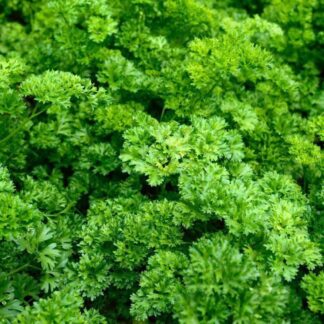 Herbs, Parsley- Moss Curled Parsley