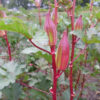 Hill Country Red Okra