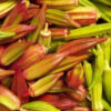 Hill Country Red Okra