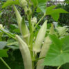 Silver Queen Okra