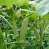 Silver Queen Okra