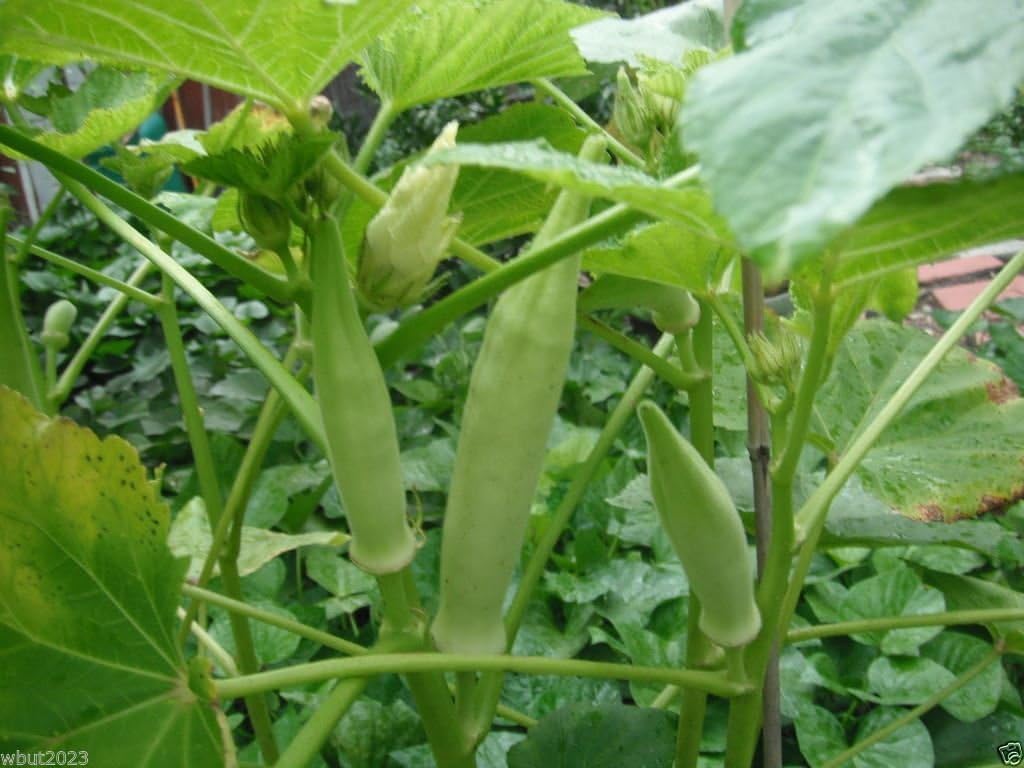 Silver Queen Okra
