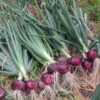 Onion - Red Burgandy