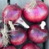 Onion - Red Burgandy