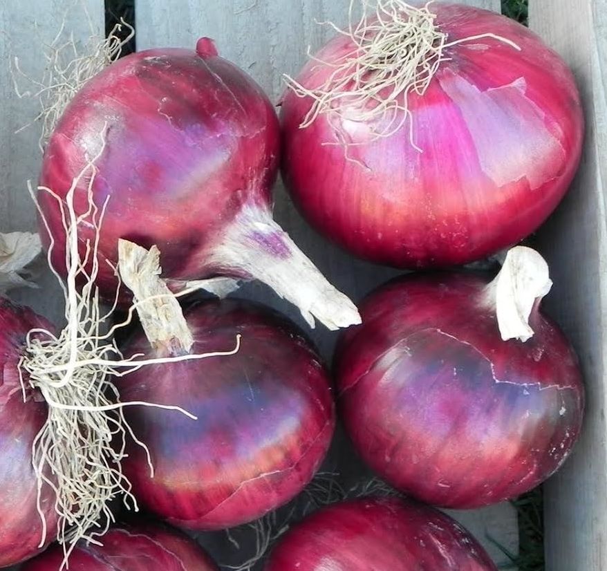 Onion - Red Burgandy