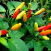 Pepper, Hot Pepper - Tabasco Hot Pepper