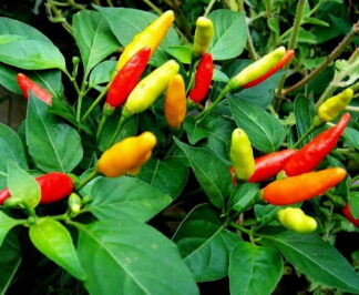 Pepper, Hot Pepper - Tabasco Hot Pepper
