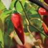 Pepper, Hot Pepper - Tabasco Hot Pepper Single