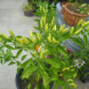 Pepper, Hot Pepper - Tobasco Hot Pepper Unripe