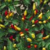 Pepper, Hot Pepper - Tabasco Hot Pepper photo credit P.J. Smith