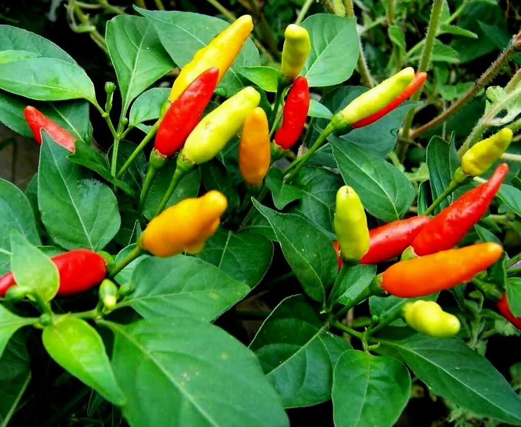Pepper, Hot Pepper - Tabasco Hot Pepper