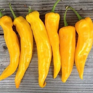 Pepper, Sweet - Marconi Golden