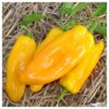 Pepper, Sweet - Marconi Golden