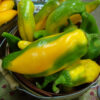 Pepper, Sweet - Marconi Golden Ripening stage