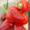 Pepper, Sweet - Pimento L