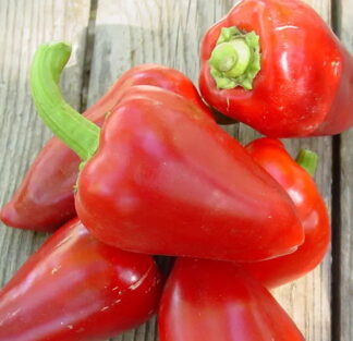 Pepper, Sweet - Pimento L